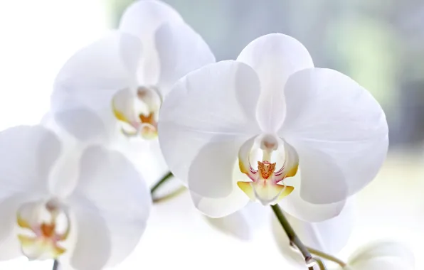 Картинка макро, цветы, лепестки, белые, орхидеи, фаленопсис