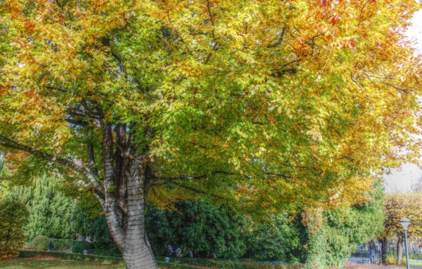 Park, tree, leaf, plant