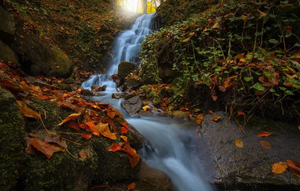Осень, лес, камни, водопад, мох, поток, валуны, лианы