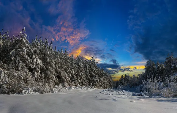 Картинка зима, поле, лес, снег, ели