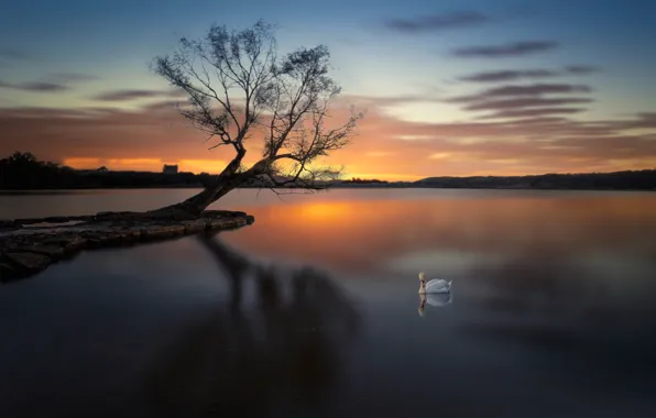 Дерево, лебедь, водоем