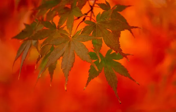 Осень, листья, макро, фон, ветка, японский клён, листья клёна