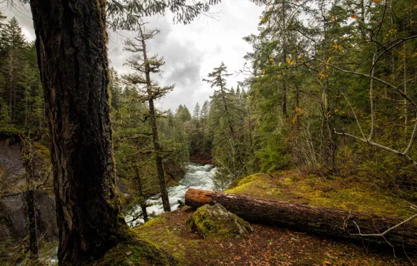 Картинка лес, листья, деревья, река, течение, мох, Канада, Vancouver Island