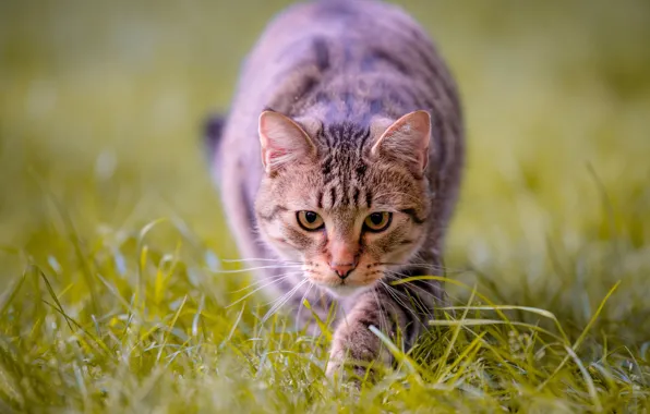 Картинка кошка, трава, взгляд, мордочка, боке