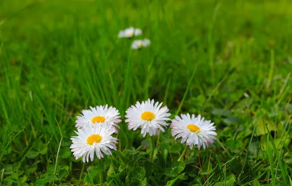 Flower, spring, daisy, meadow