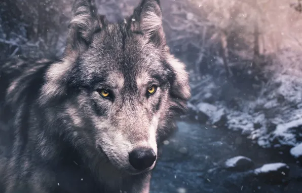 Картинка nature, predator, animal, wolf, wildlife, portrait, portrait., Canis lupus. face