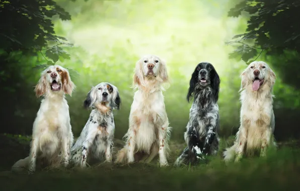 Картинка собаки, лето, взгляд, листья, ветки, природа, команда, компания