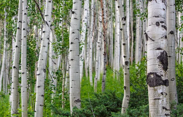 Деревья, природа, Nature, Landscape, Summer, Colorado, березовая роща, Aspen