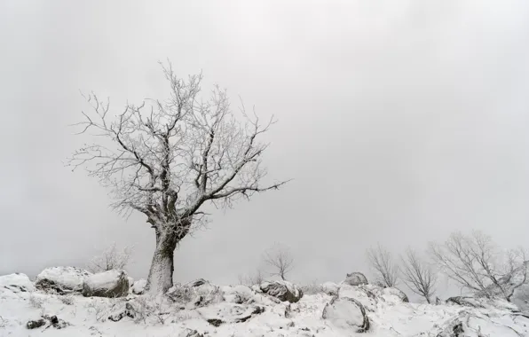 Зима, снег, дерево