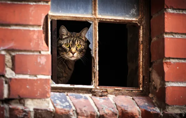 Картинка кот, взгляд, Дом, окно
