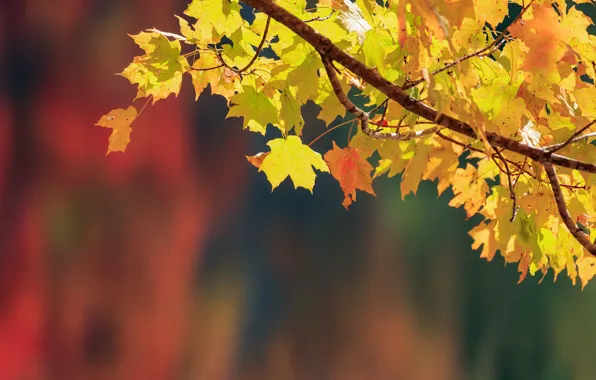 Осень, листья, фон, ветка, клён, боке