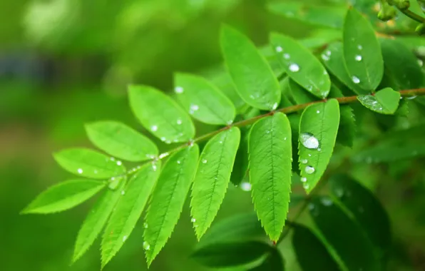 Green, spring, leaf