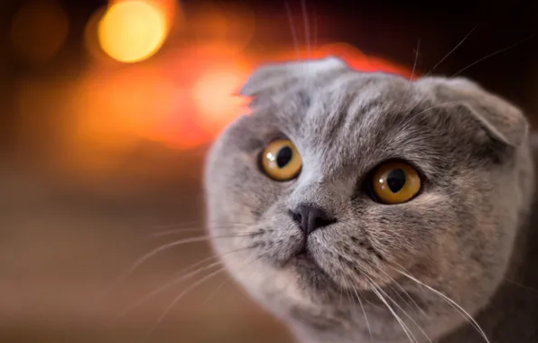 Картинка кошка, кот, взгляд, мордочка, скоттиш-фолд, Шотландская вислоухая кошка