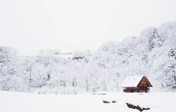 Картинка house, photo, winter, snow, plant, building