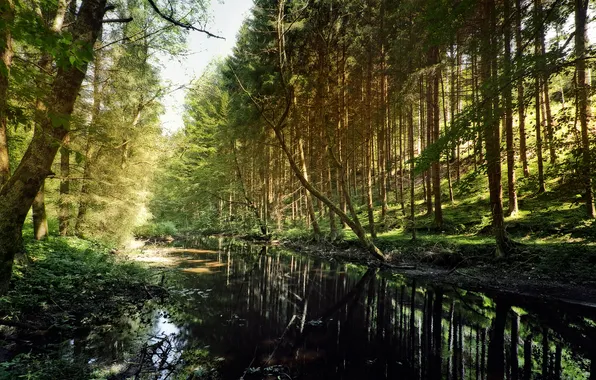 Картинка лес, лето, природа, тень, речка