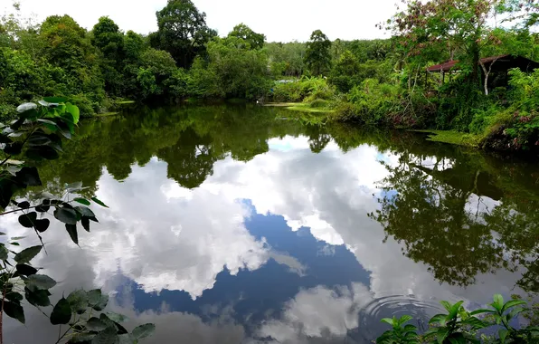 Деревья, пруд, отражение, листва, Таиланд, провинция Сонгкхла