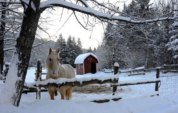 Картинка зима, снег, деревья, лошадь, загон