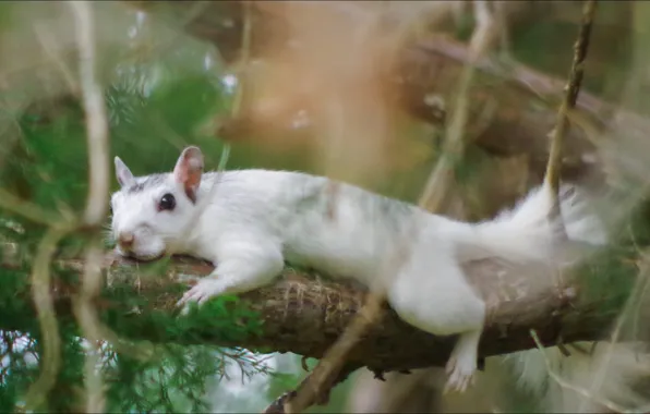 Ветка, пятница, белка, white, грызун, альбинос, branch, релаксация