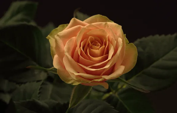 Картинка минимализм, чёрный фон, оранжевая роза