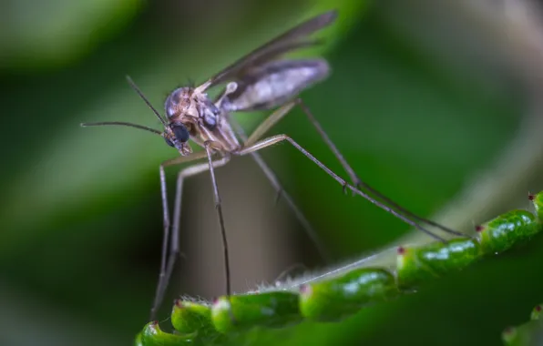 Макро, Растения, Насекомое, Macro, Insect, Лапы, Close-Up, Egor Kamelev