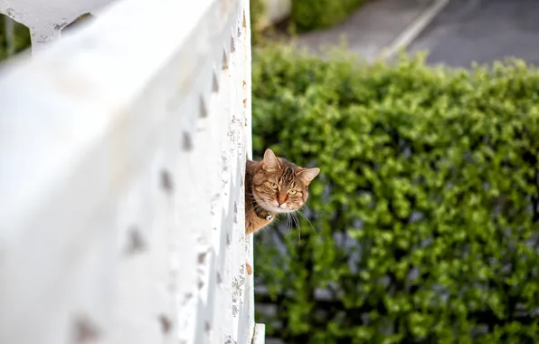 Картинка кошка, взгляд, мордочка, балкон