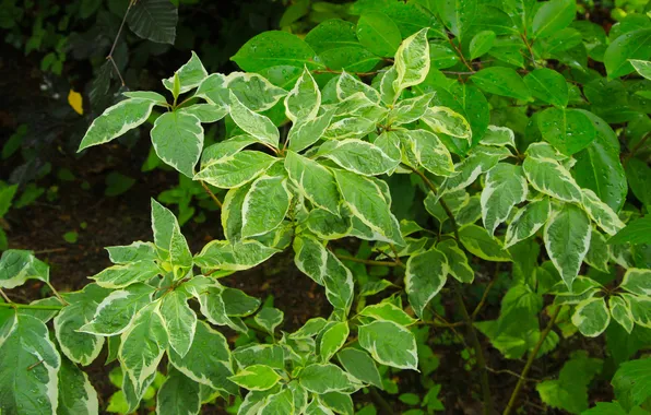 Leafs, plant, twig