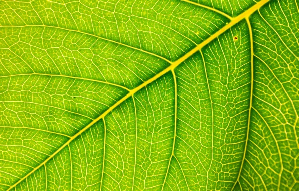 Макро, лист, зеленый, фон, green, texture, macro, leaf