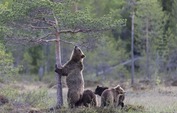 Картинка лес, природа, медведи