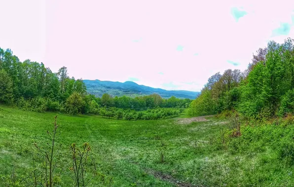 Nature, Landscapce, Forest