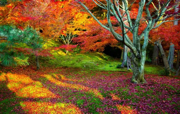 Картинка осень, листья, деревья, пейзаж, природа, фон, дерево, красота