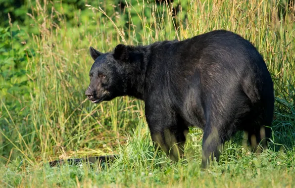 Трава, хищник, американский черный медведь