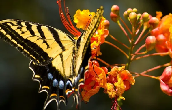 Картинка цветы, бабочка, оранжевые, махаон, Papilіo machaon
