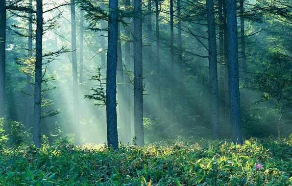 Картинка лес, лето, солнце, лучи, туман, Природа, утро