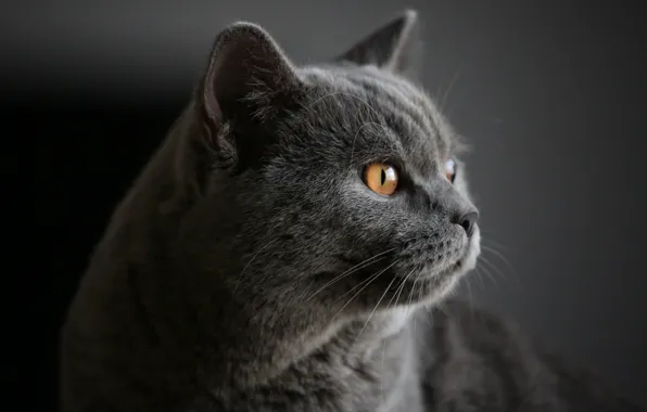 Картинка кот, взгляд, фон, портрет, мордочка, котейка, Британская короткошёрстная кошка