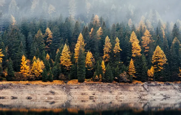 Forest, yellow, fog