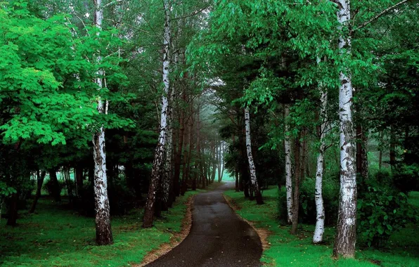 Картинка дорога, зелень, лес, деревья, природа, фото