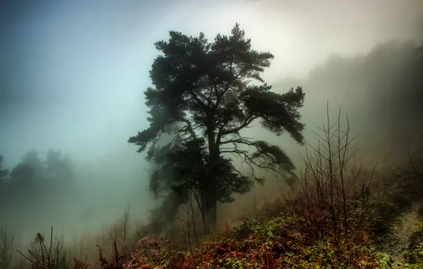 Картинка осень, лес, трава, туман, дерево