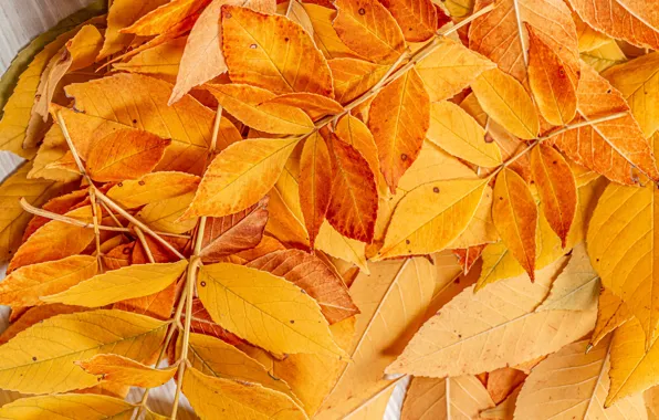 Картинка осень, листья, фото