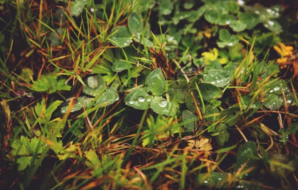Природа, Растение, Растения, Nature, Grass, Green, Wet, Flora