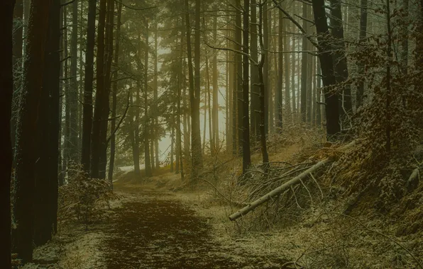 Картинка forest, trees, nature, path