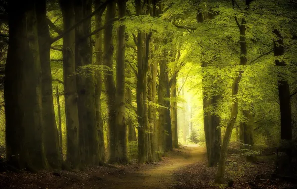 Осень, природа, парк