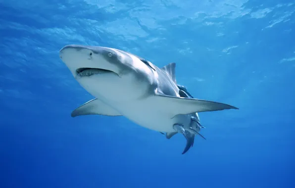 Картинка акула, большая, белая