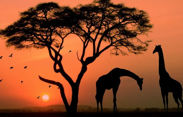 Картинка animals, sunset, tree, africa, giraffes
