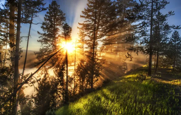 Картинка трава, солнце, деревья, закат, природа, фото, рассвет, HDR
