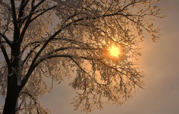 Иней, солнце, лучи, снег, ветки, дерево