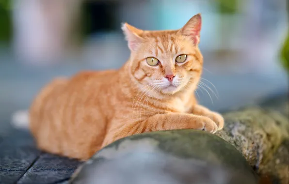 Кошка, кот, взгляд, морда, поза, камень, лапы, рыжий