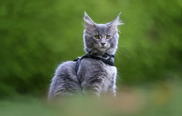 Кошка, взгляд, природа, котенок, серый, ошейник, мордашка, сидит