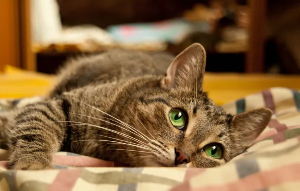 Картинка кот, обои, кровать, Лежит