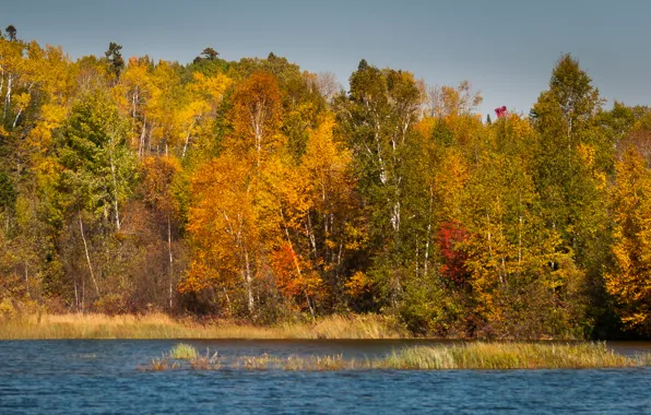 Картинка осень, лес, небо, деревья, река