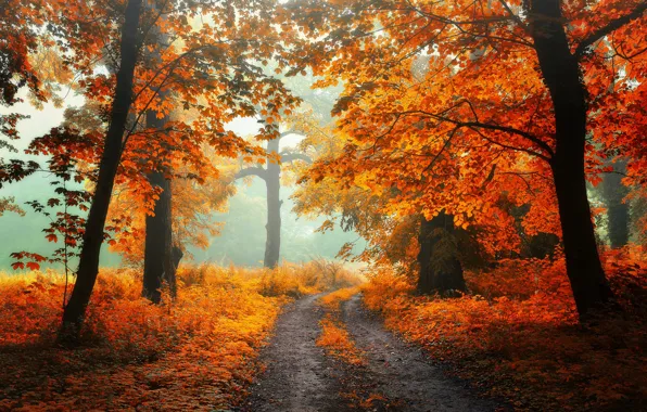 Картинка дорога, осень, лес, трава, листья, свет, деревья, пейзаж